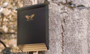 Big Bat Box Review